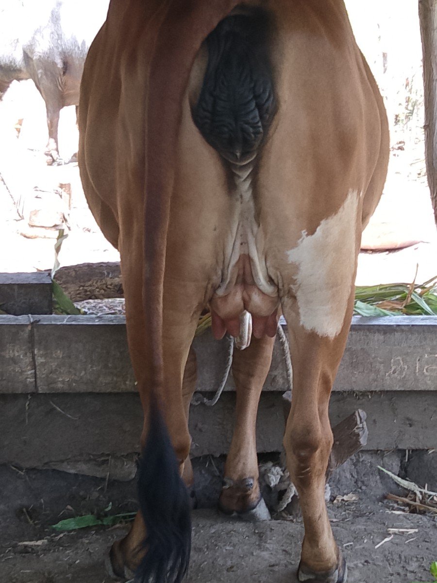 ગીર.પેલુવેતર.25.દીવચની.કાચી