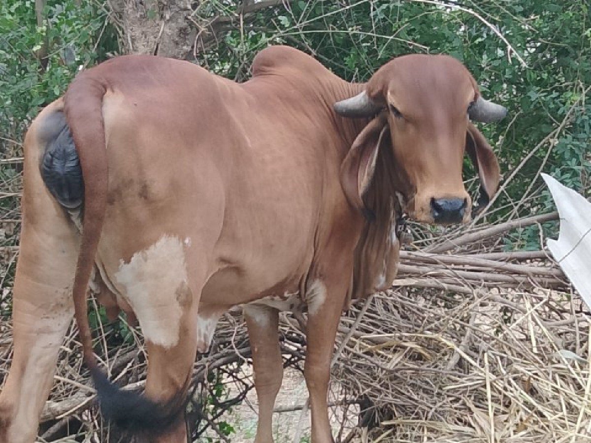 ગીર.પેલુવેતર.25.દીવચની.કાચી