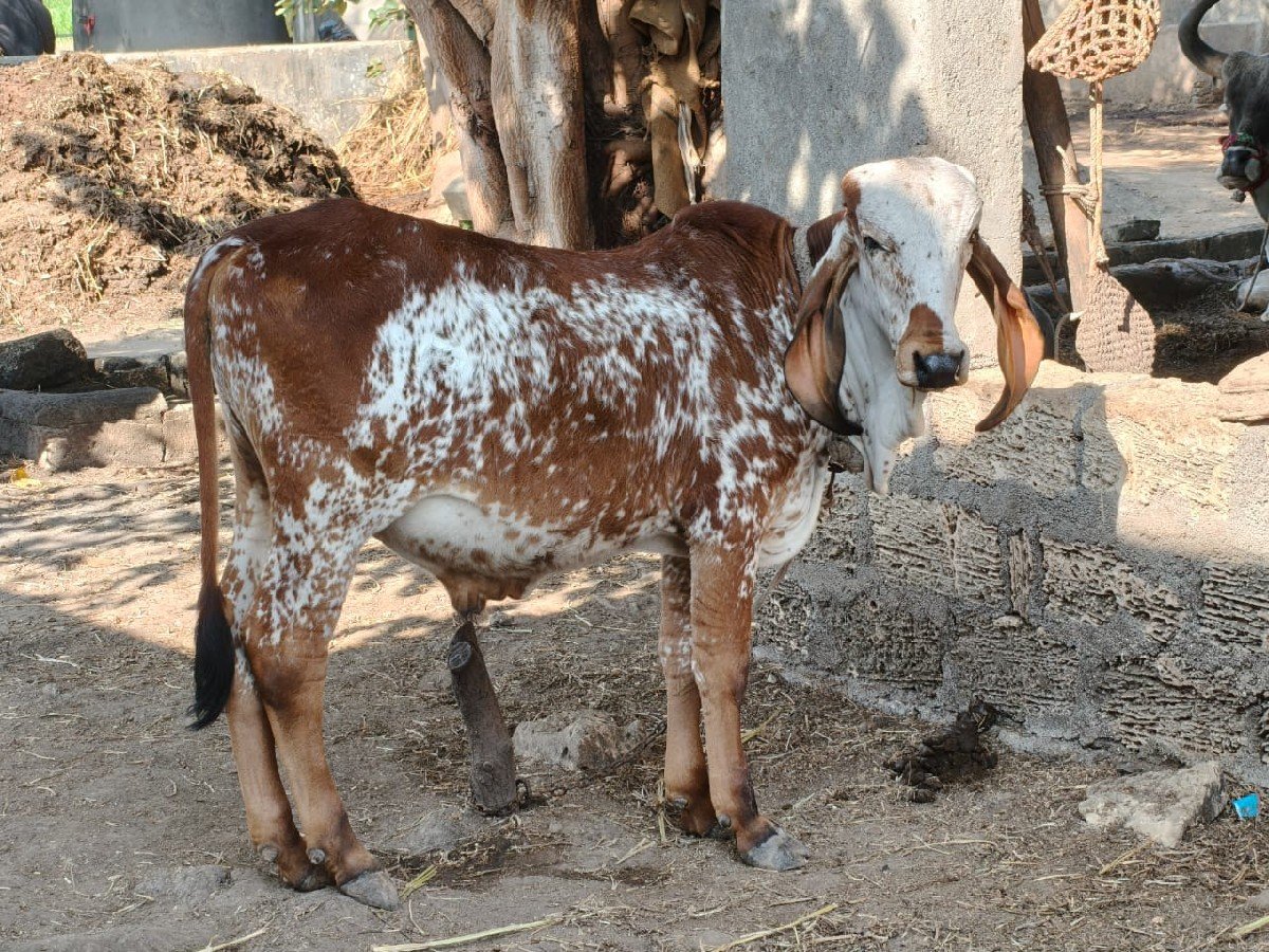 ખુટ વેચવા નો છે