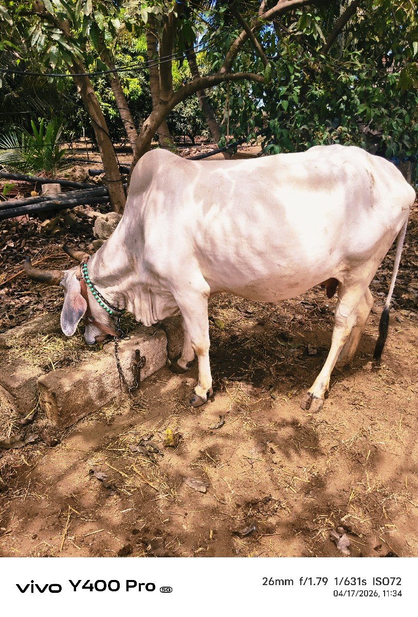 ગાય વેચવાની છે
