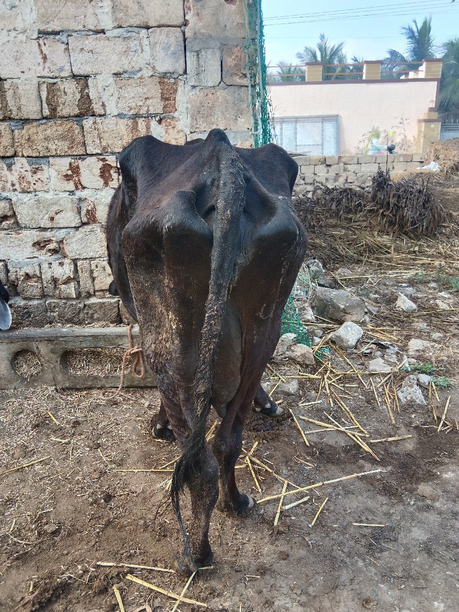 ગાય વેચવાની છે