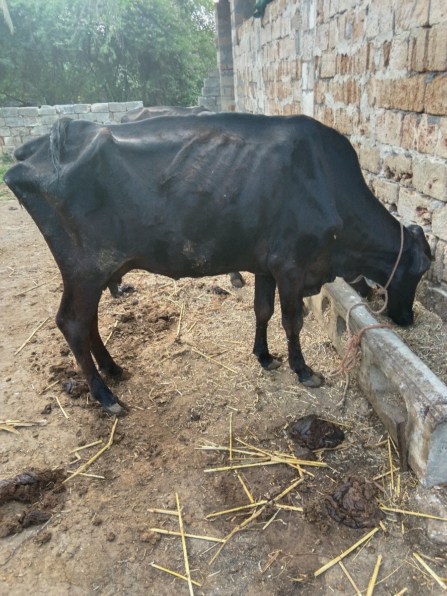 ગાય વેચવાની છે