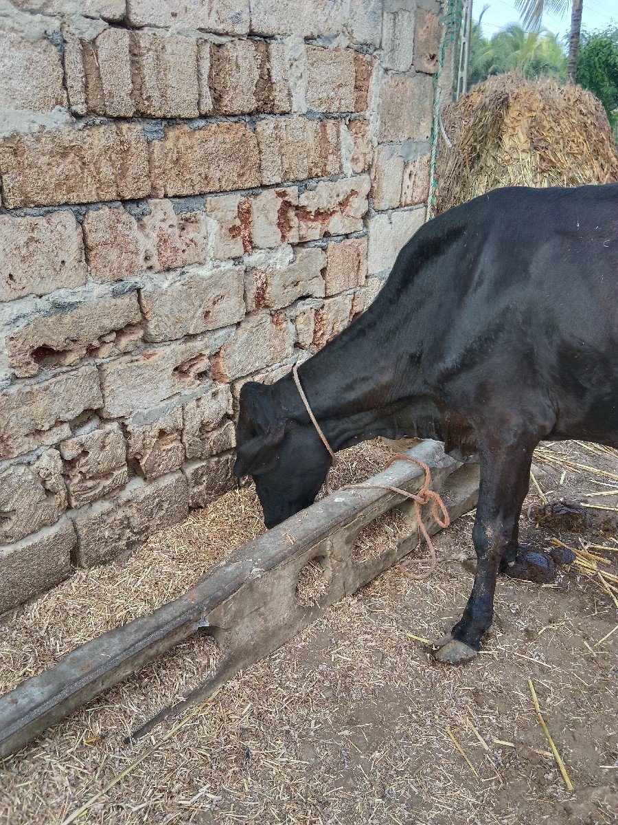 ગાય વેચવાની છે