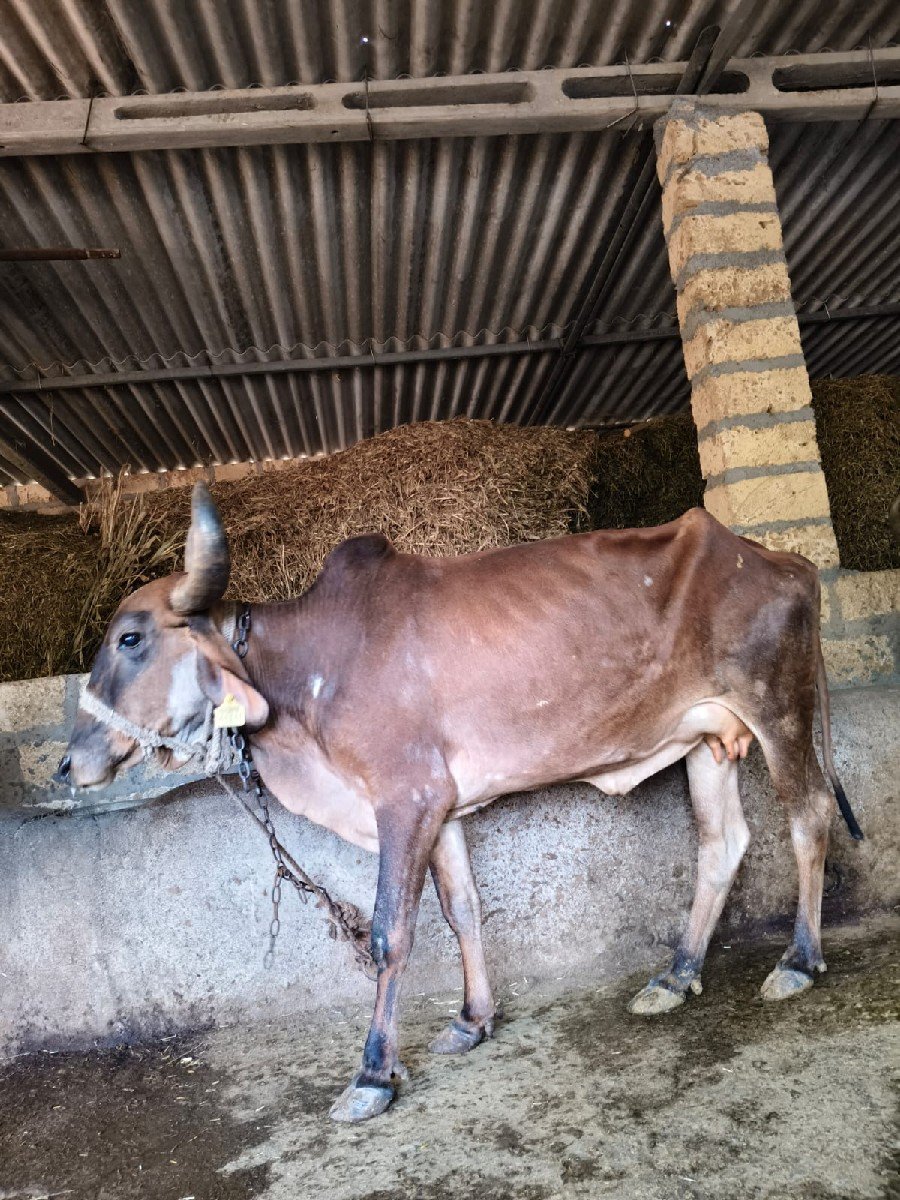 ગાય વેચવાની છે