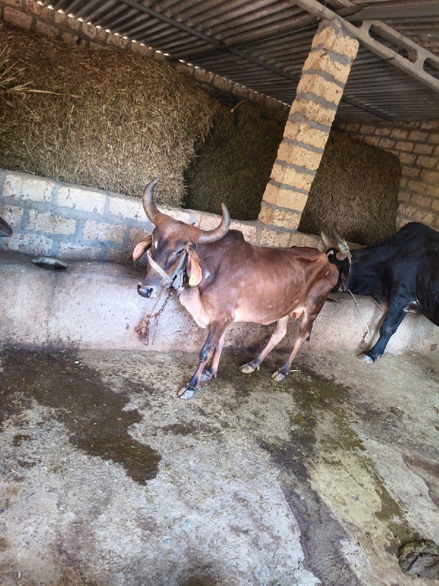ગાય વેચવાની છે