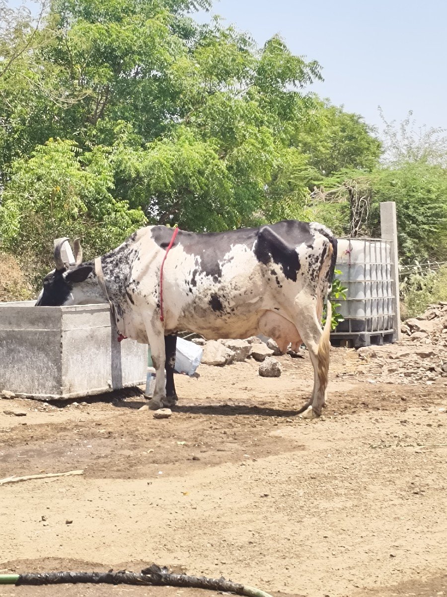 ગીર ક્રોસ ગાય વેચવાની છે.