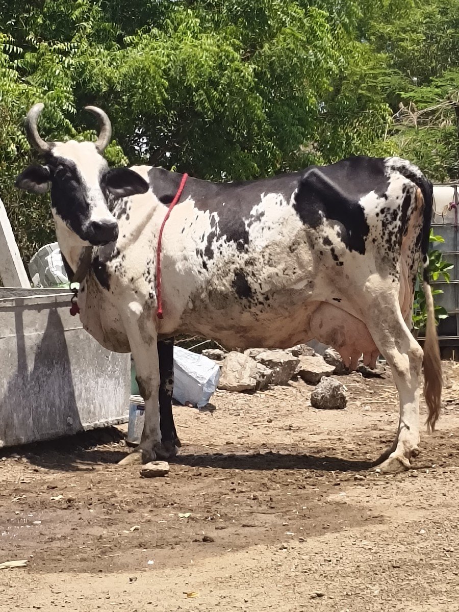 ગીર ક્રોસ ગાય વેચવાની છે.