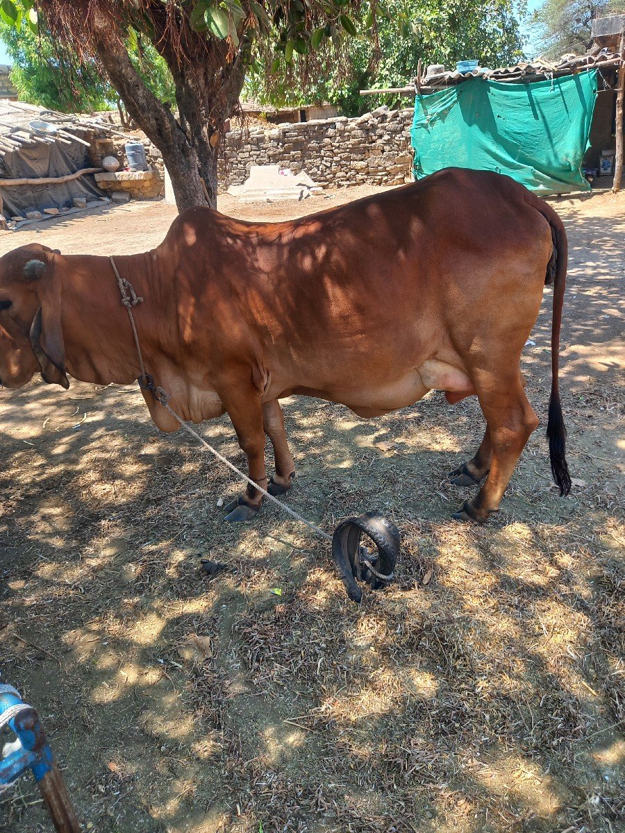 ગાય વેચવાની છે