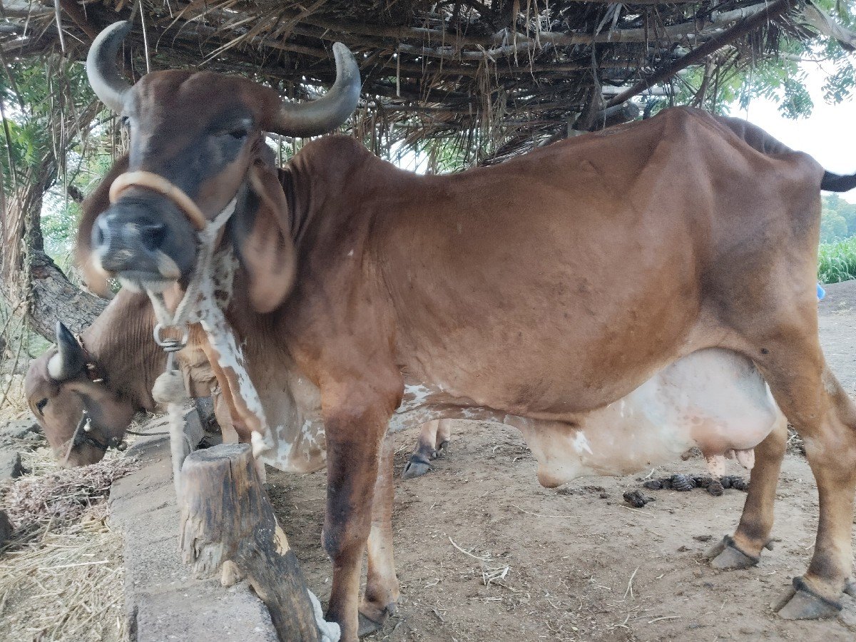 ગાય વેચવાની છે