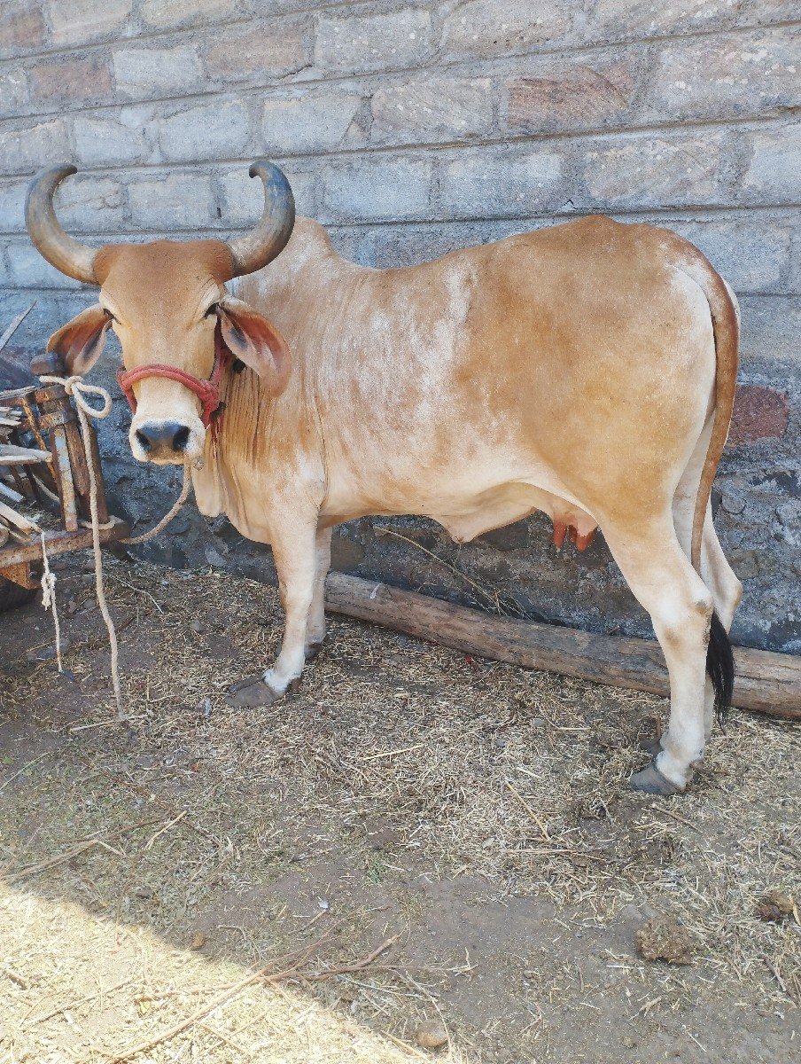 ગાય વેચવાની છે