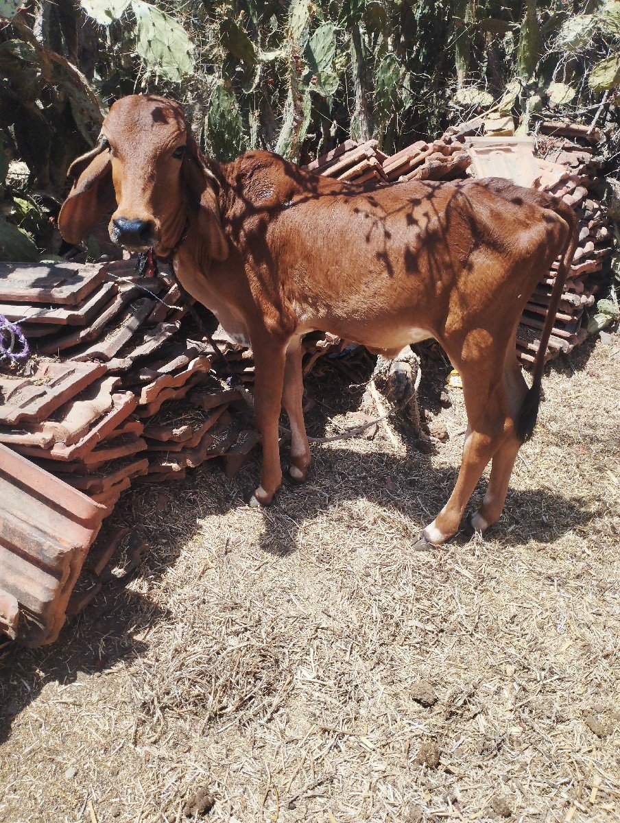 ગાય વેચવાની છે