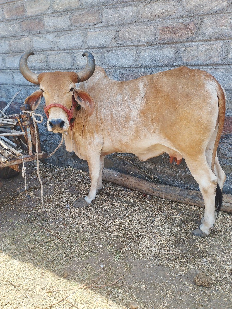 ગાય વેચવાની છે