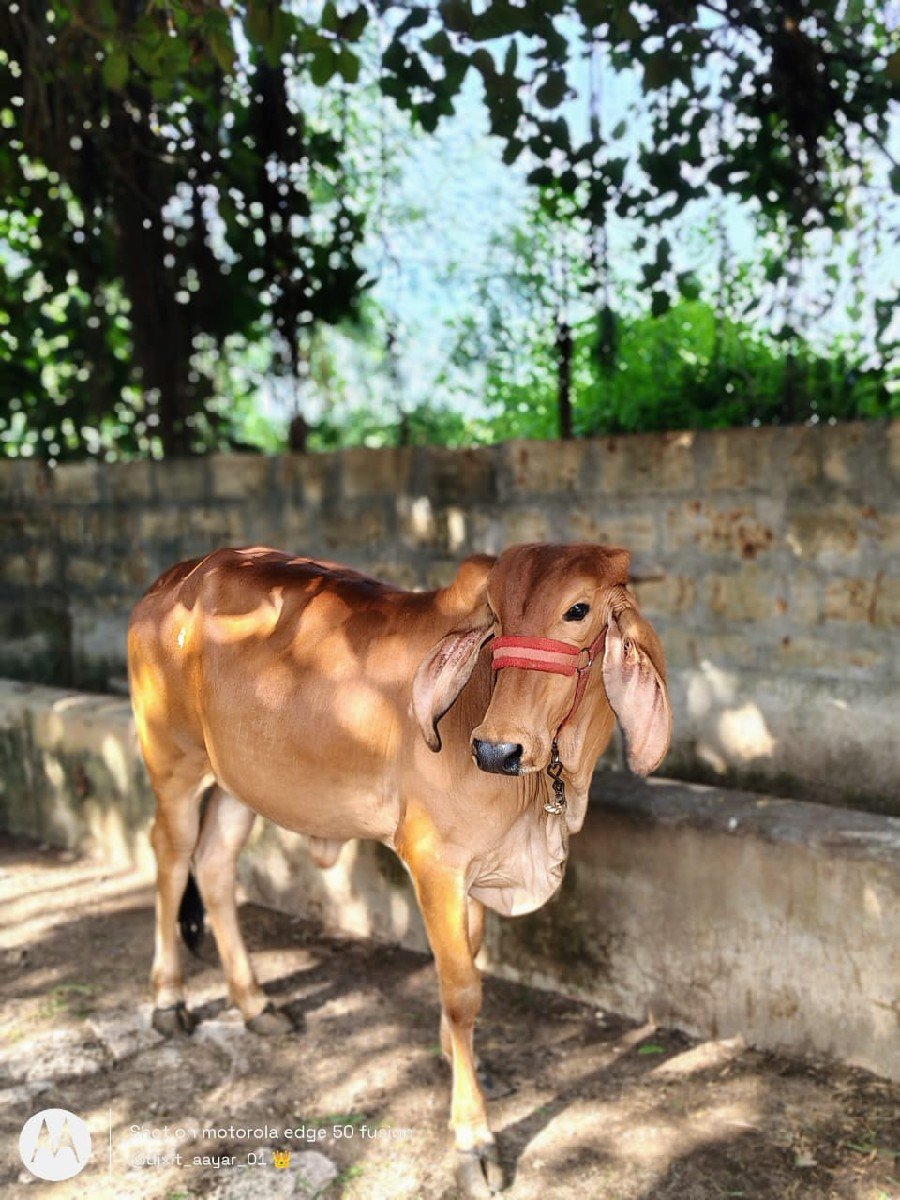 ગીર વોડકી વેચવાની છે