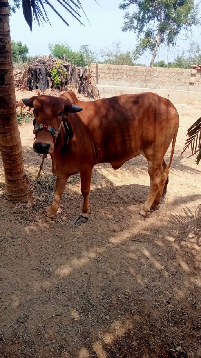 ગીર વોડકી વેચવાની છે