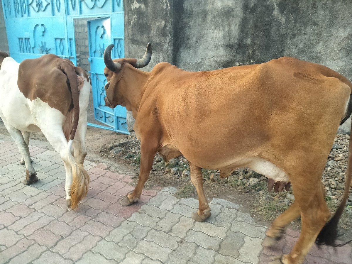 ગાય વેચવાની છે