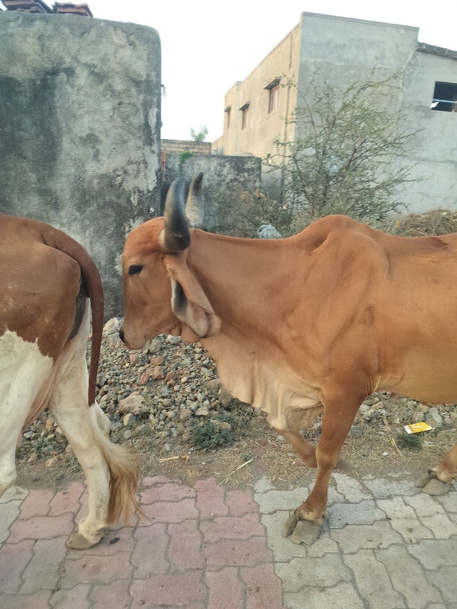 ગાય વેચવાની છે