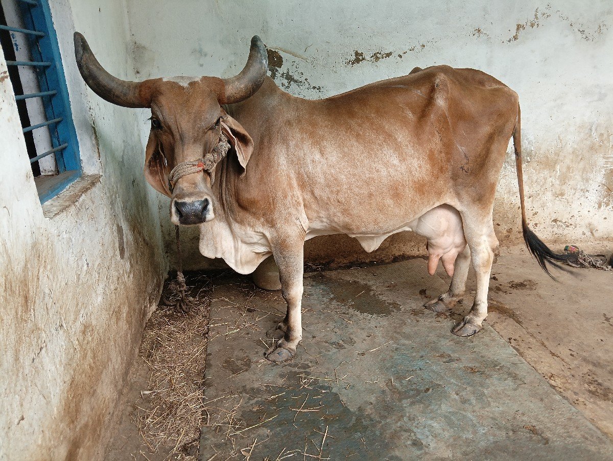 ગાય વેચવાની છે