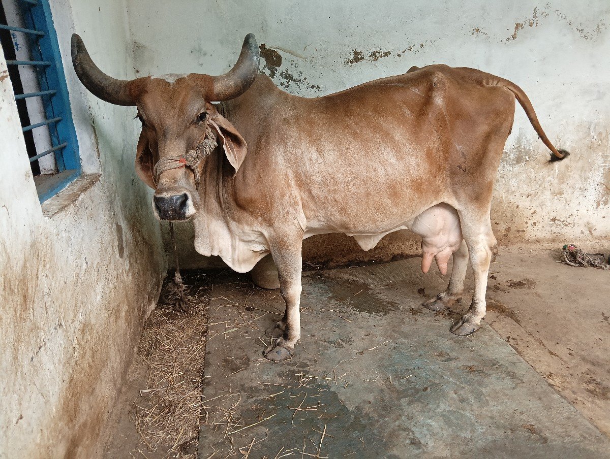 ગાય વેચવાની છે
