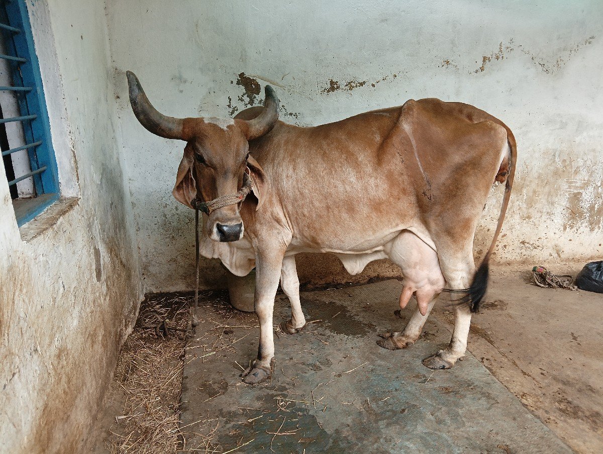 ગાય વેચવાની છે
