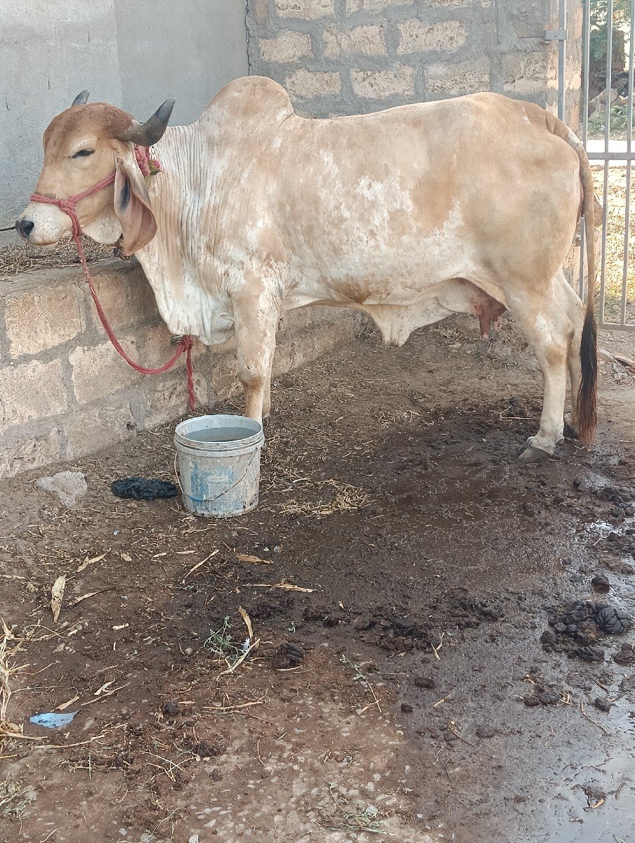 ગીર ગાય આપવાની છે