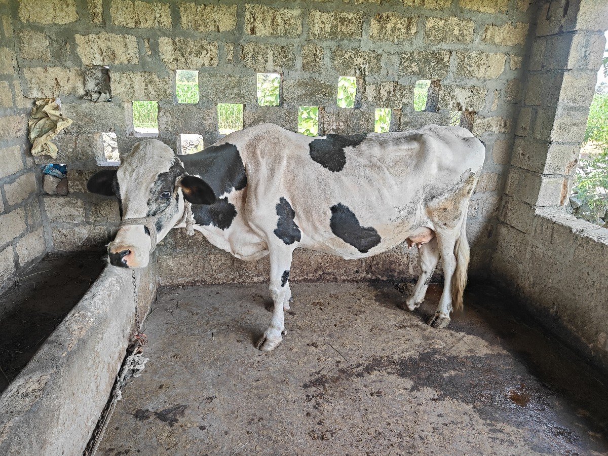 જર્સી ગાય વેચવાની છે