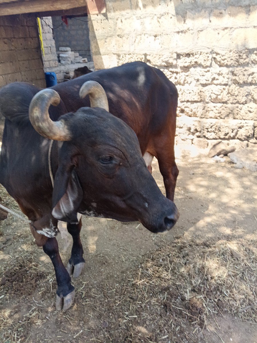ગાય વેચવાની છે