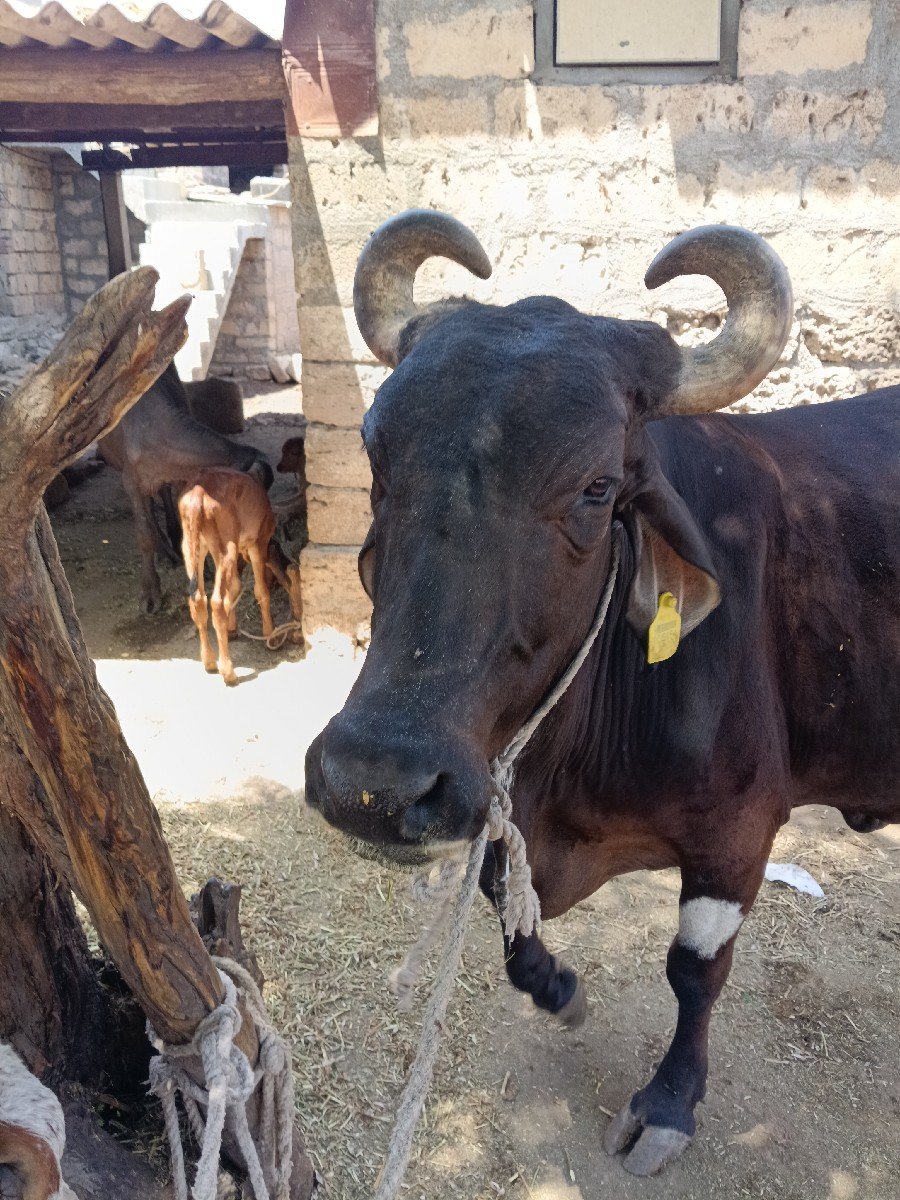 ગાય વેચવાની છે