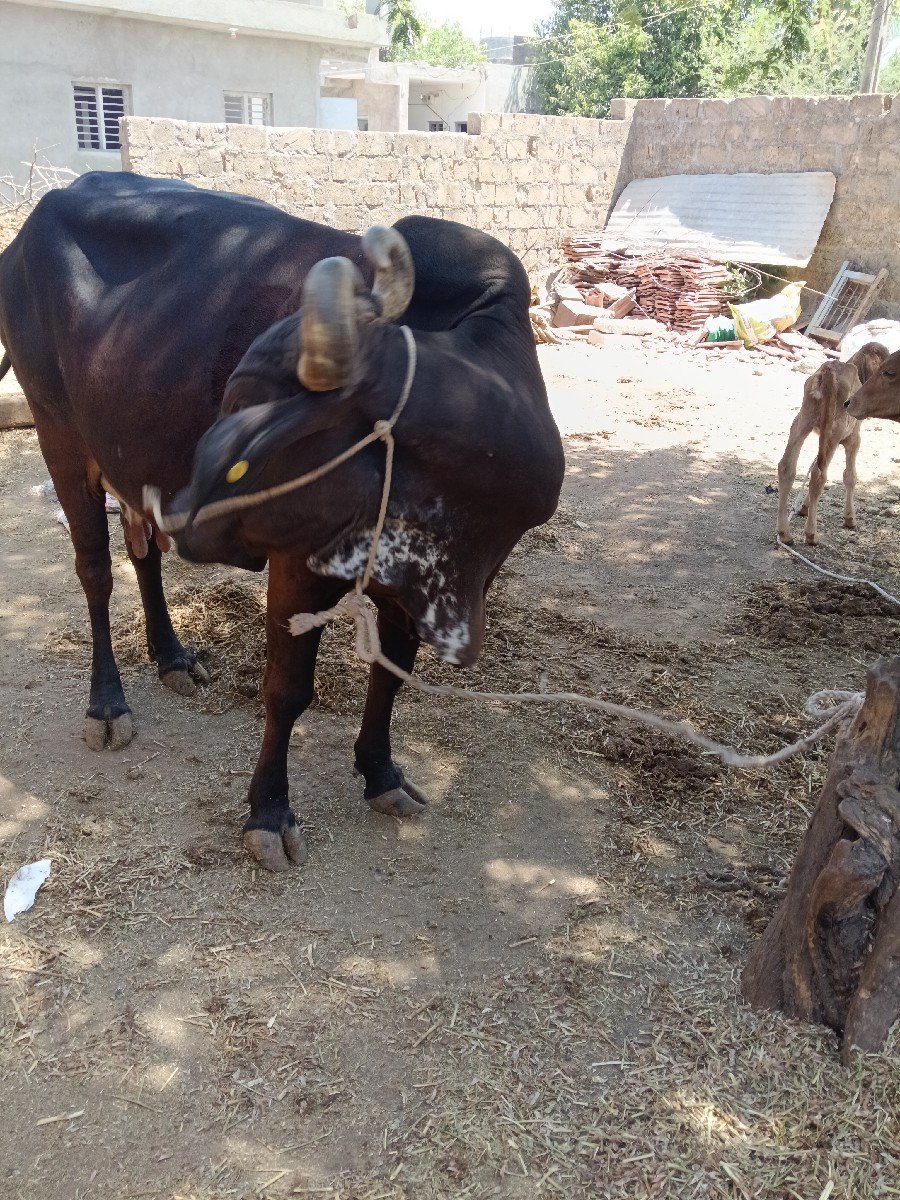 ગાય વેચવાની છે