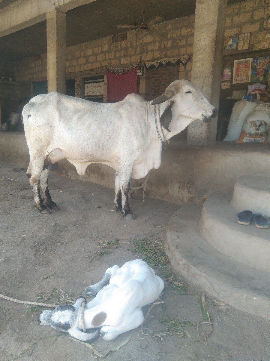 ગાય વેચવાની છે