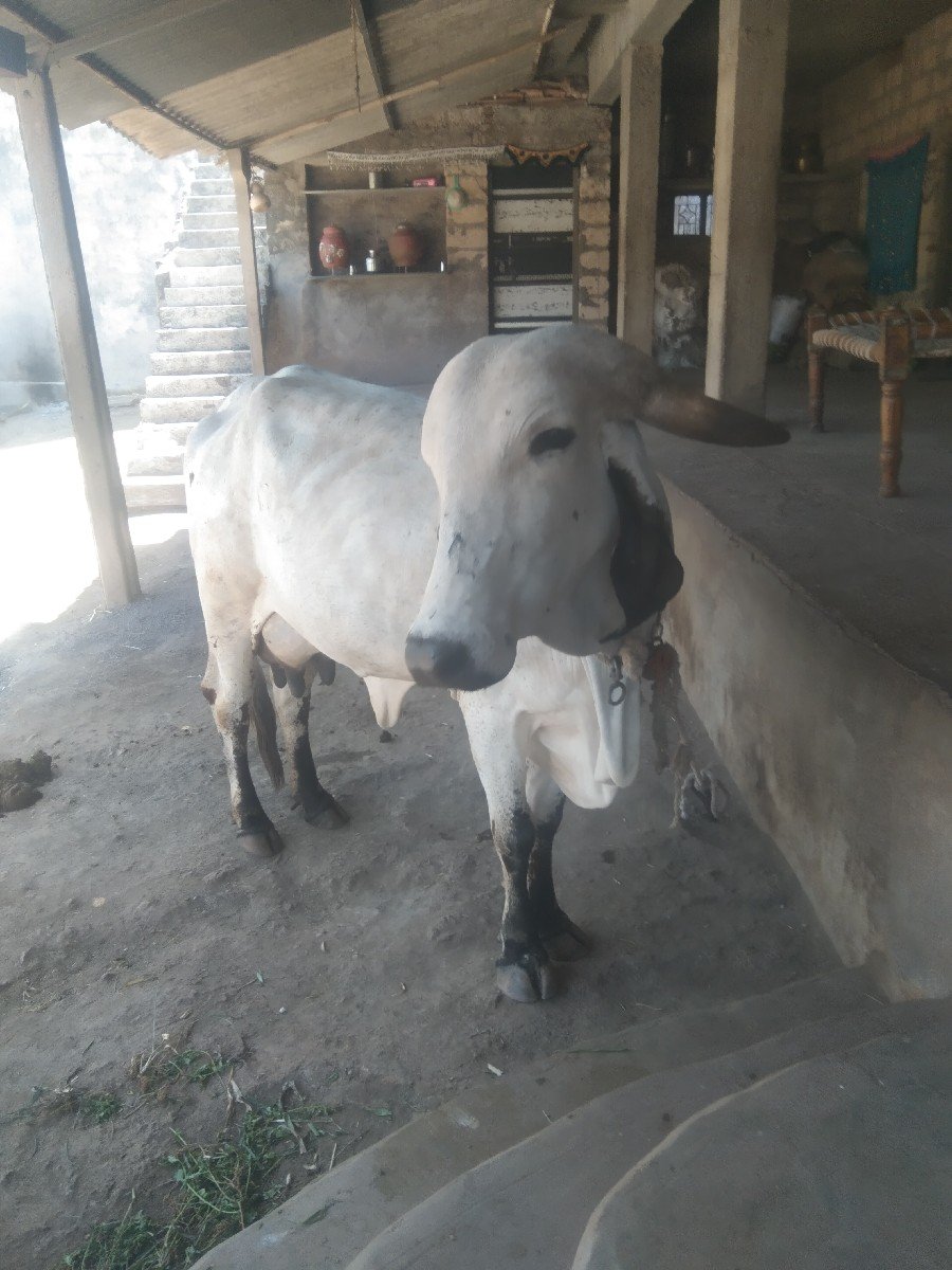 ગાય વેચવાની છે