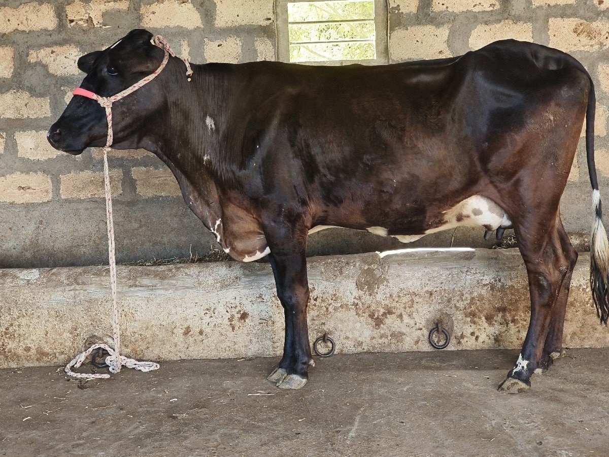 ગીર ક્રોસ હોડકી વેચવાની છે