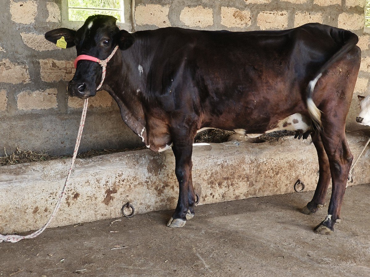 ગીર ક્રોસ હોડકી વેચવાની છે
