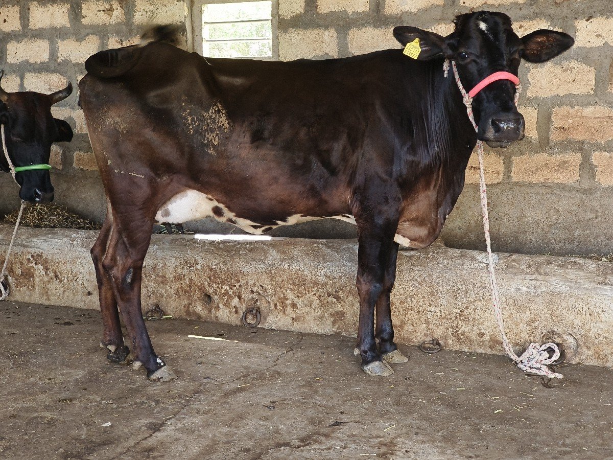 ગીર ક્રોસ હોડકી વેચવાની છે