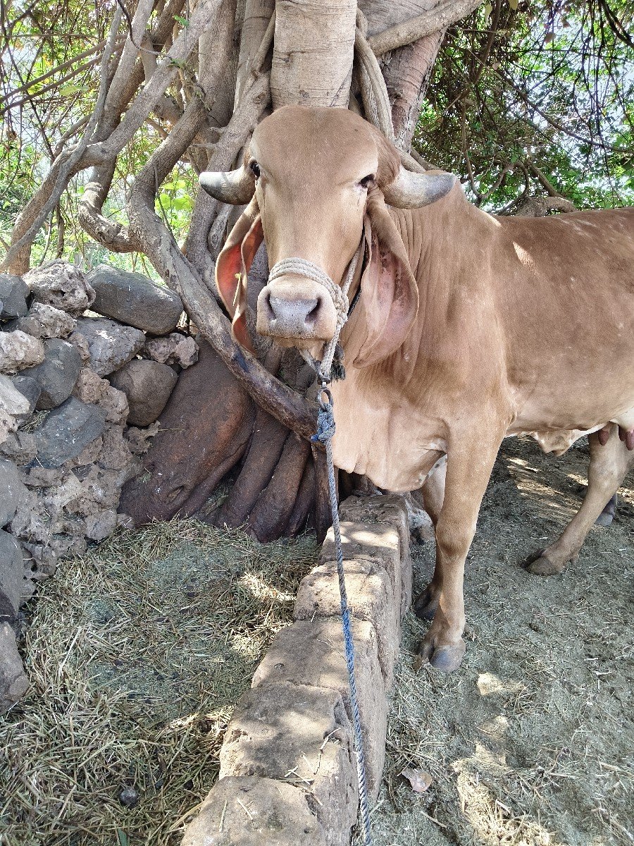 સોન કપીલા