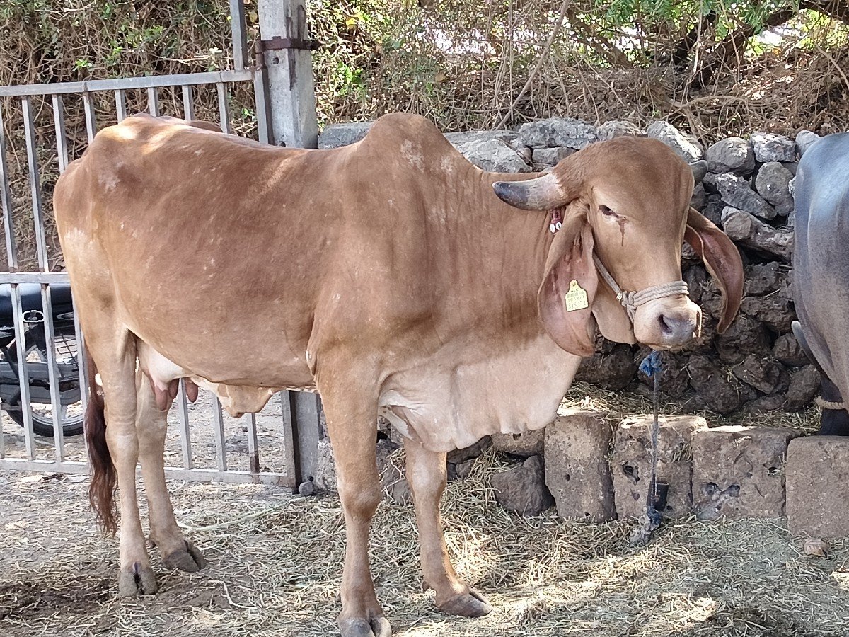 સોન કપીલા