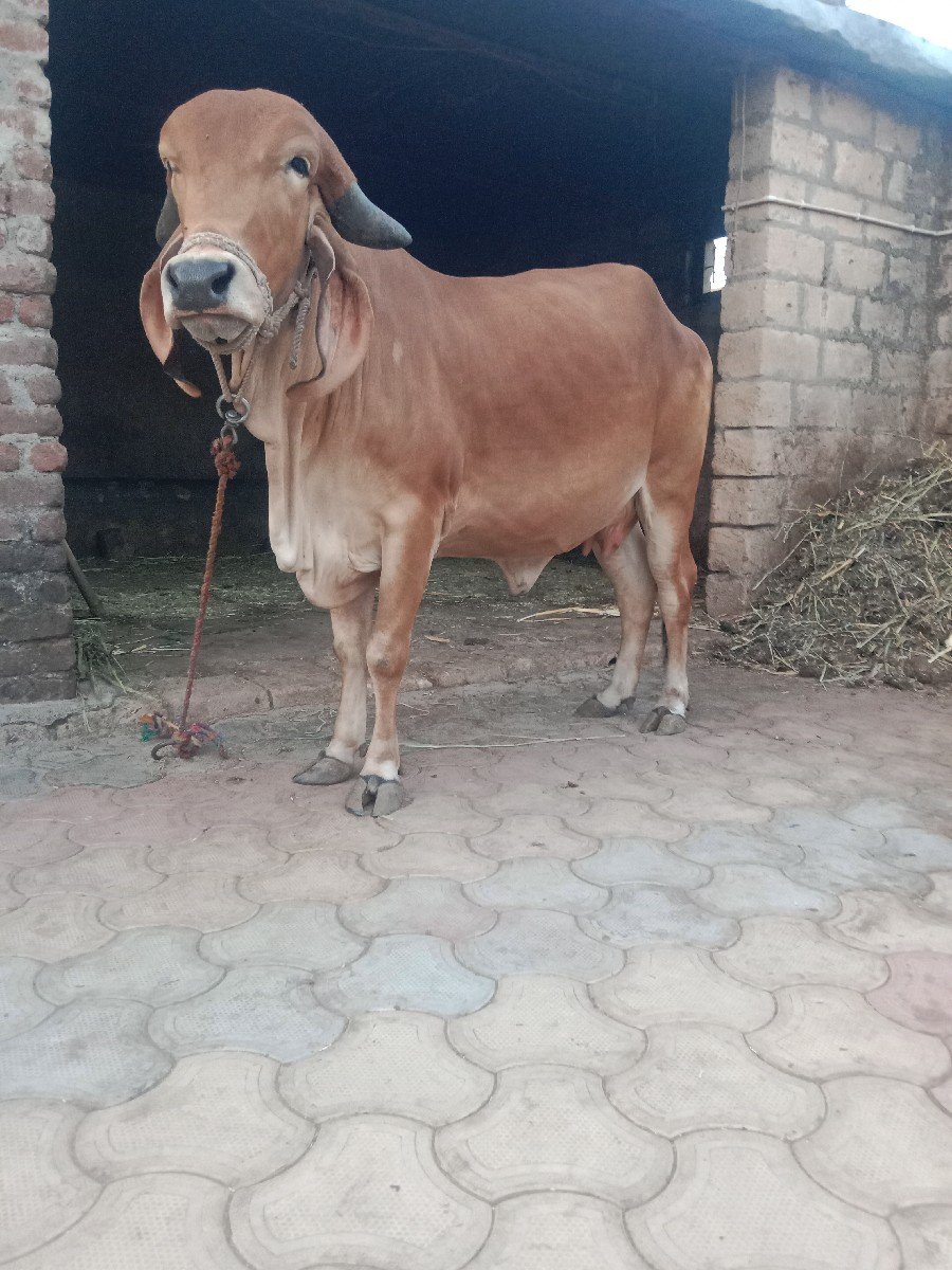 હોળકી વેચવાની છે