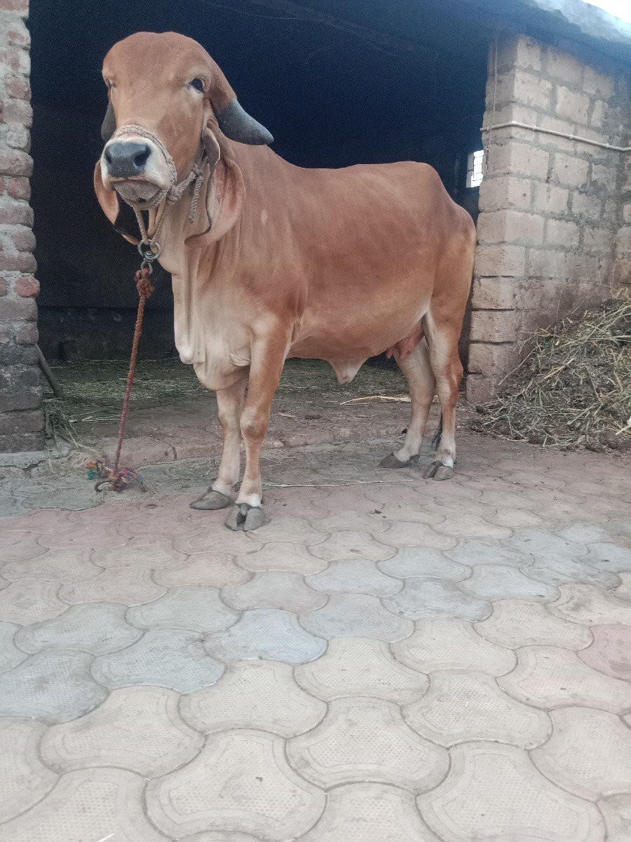 હોળકી વેચવાની છે