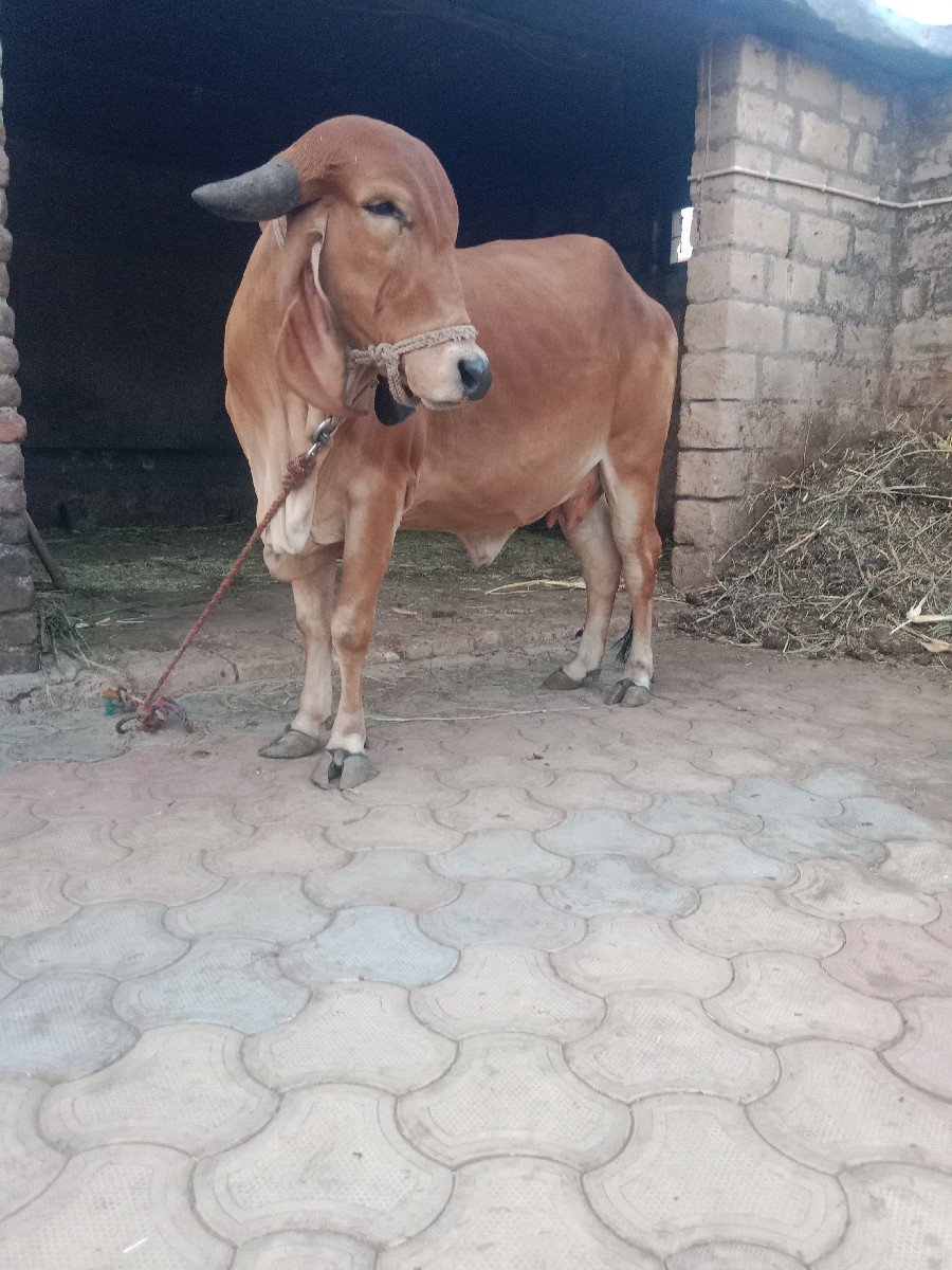 હોળકી વેચવાની છે