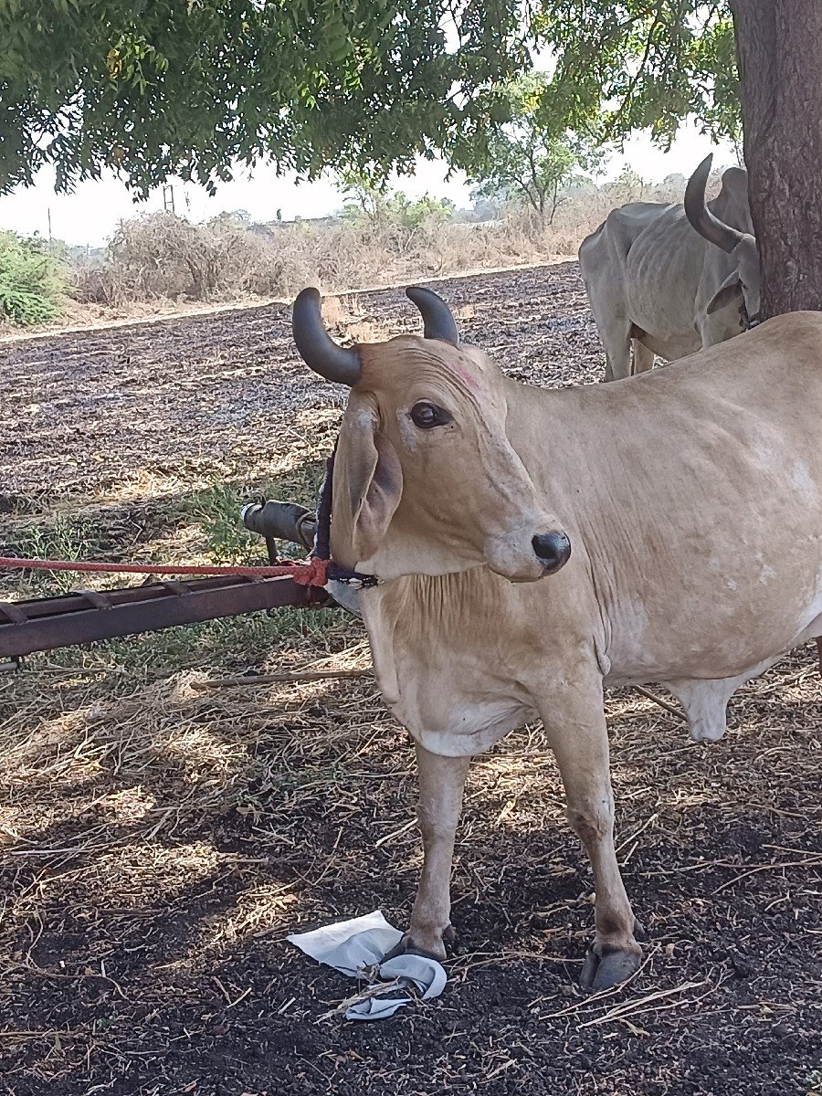 વેચવાની છે અને આ 
 વેચવાની છે
