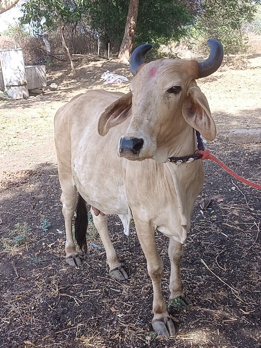 વેચવાની છે અને આ 
 વેચવાની છે