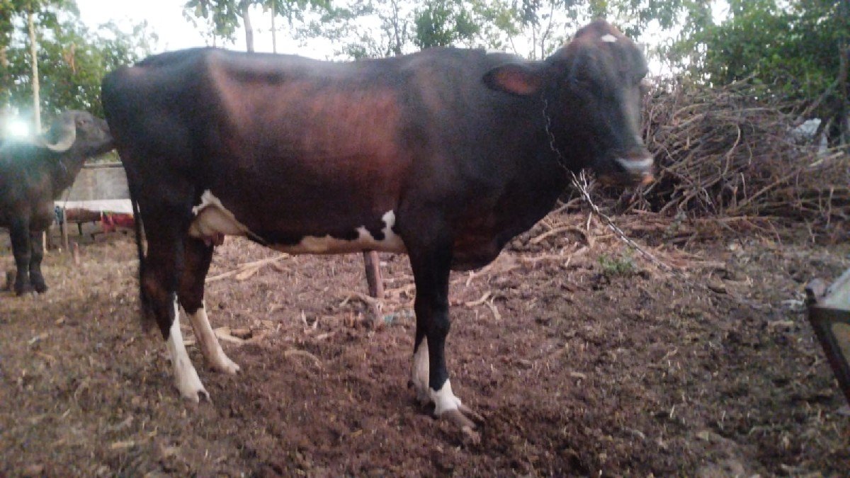 ગાય વેચવાની છે