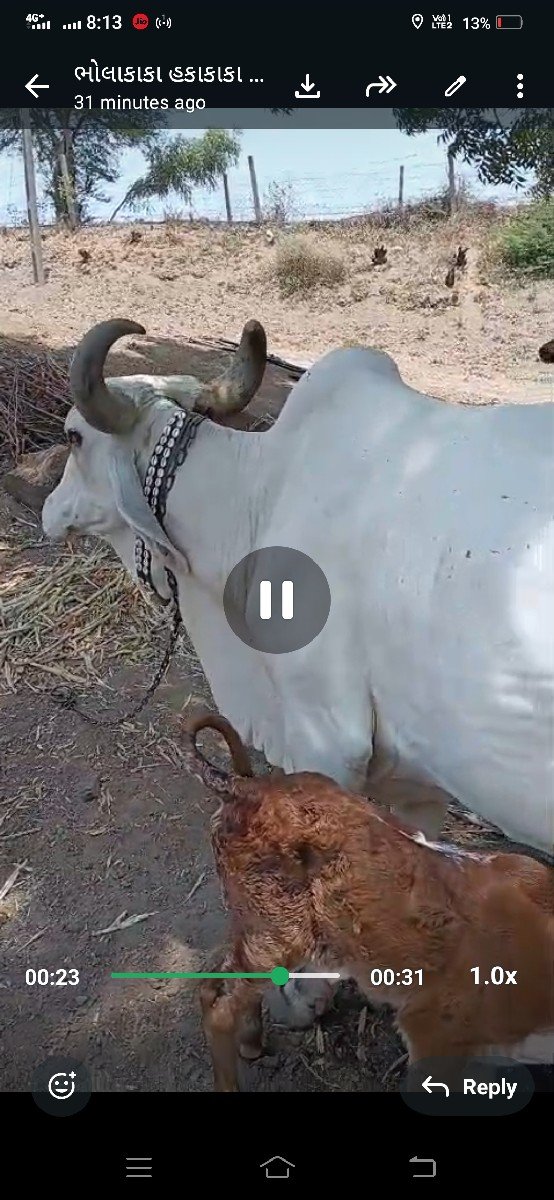 સફેદ ગાય