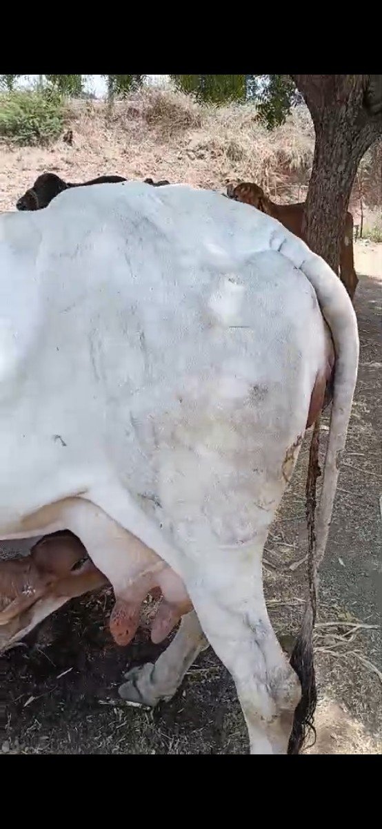 સફેદ ગાય