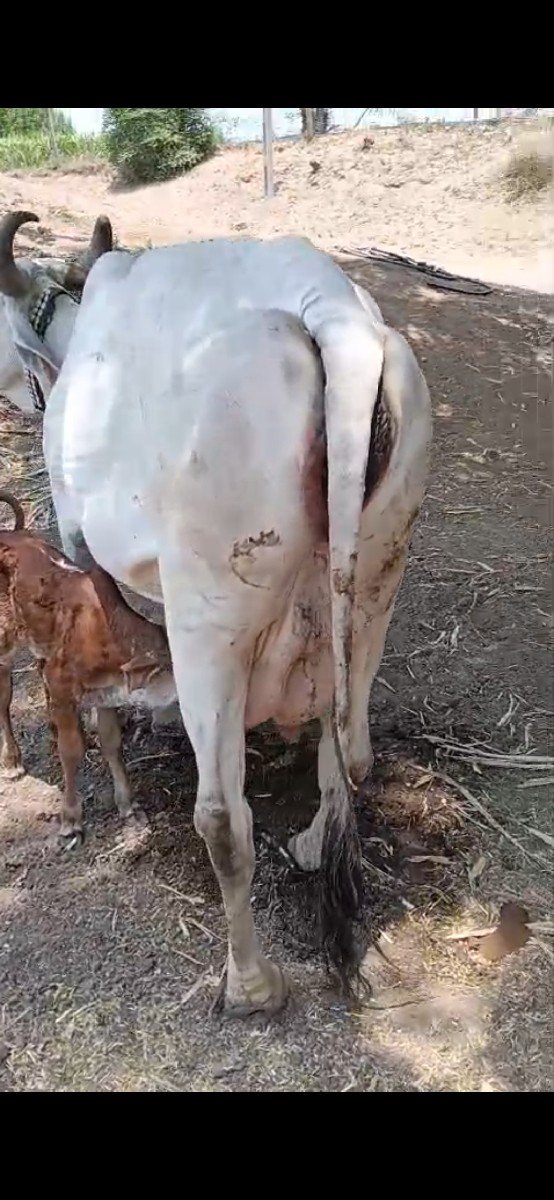 સફેદ ગાય