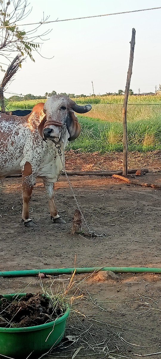 ગાય વેચવાની છે