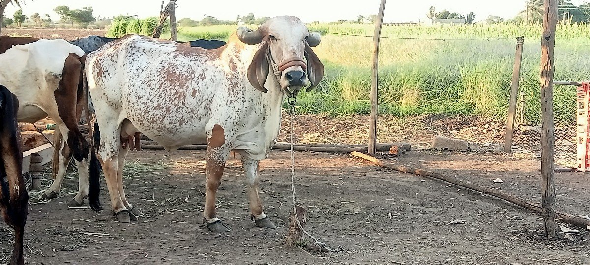 ગાય વેચવાની છે