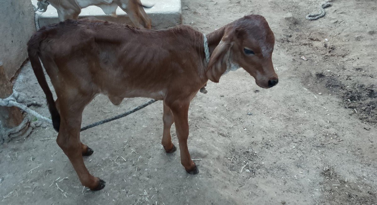 ગાય
