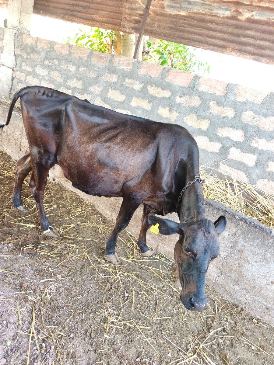 ગાય વેચવાની છે વીરનગર