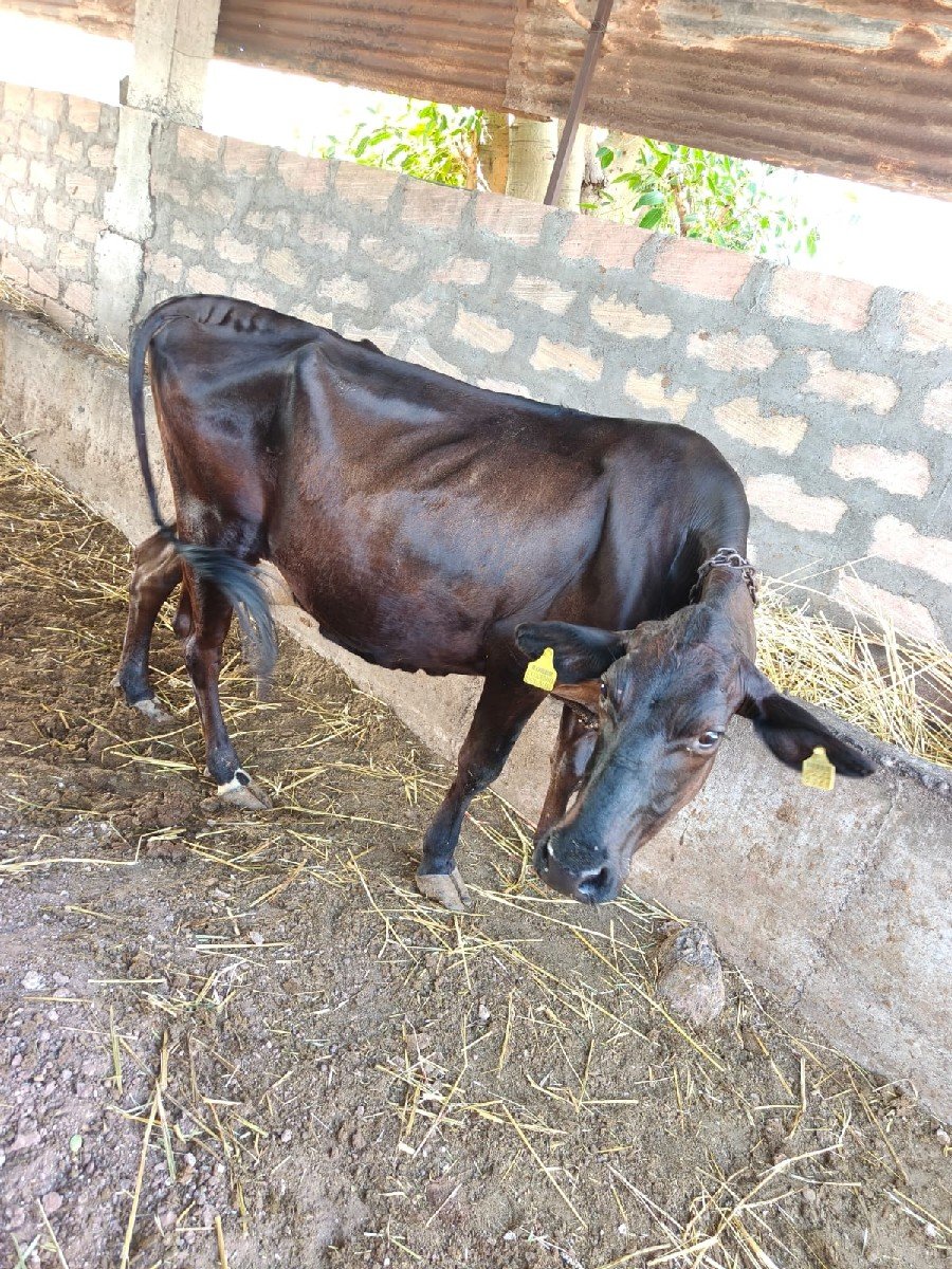 ગાય વેચવાની છે વીરનગર