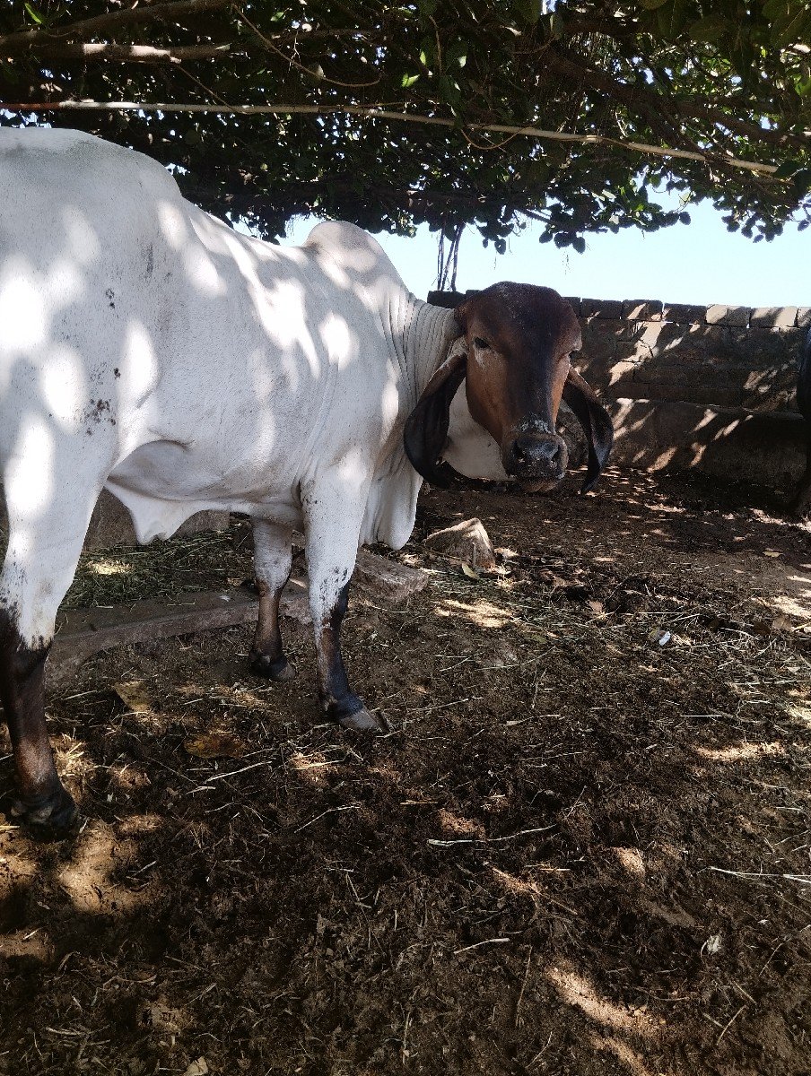 વાછડી વેચવાની છે